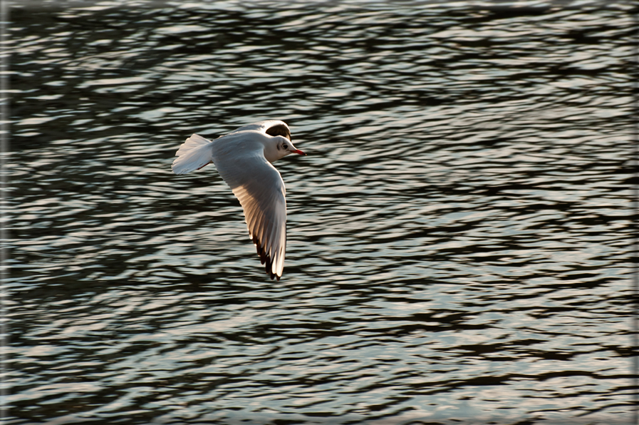 foto Lungo il Fiume Brenta